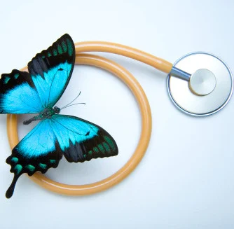 A blue butterfly resting on a stethoscope.